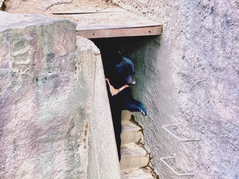 ひょっこりくま