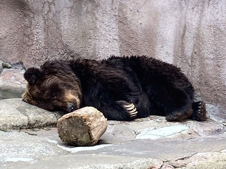 寝ているクマの写真